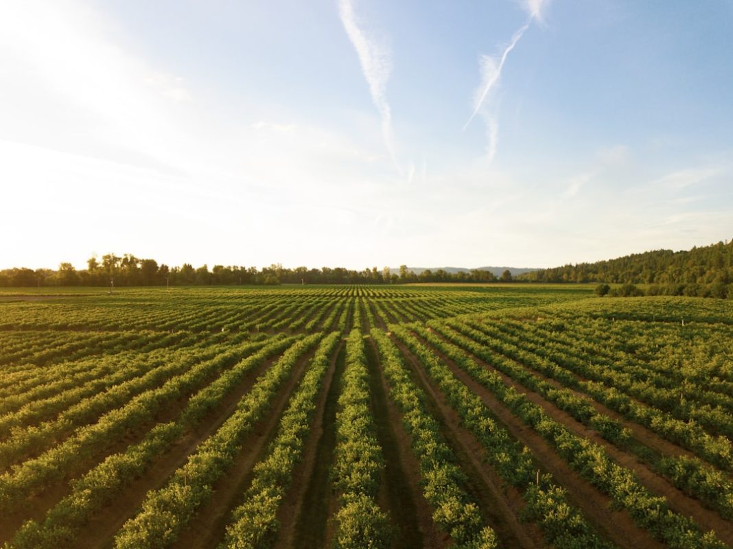 Agricoltura biologica e quali sono i vantaggi
