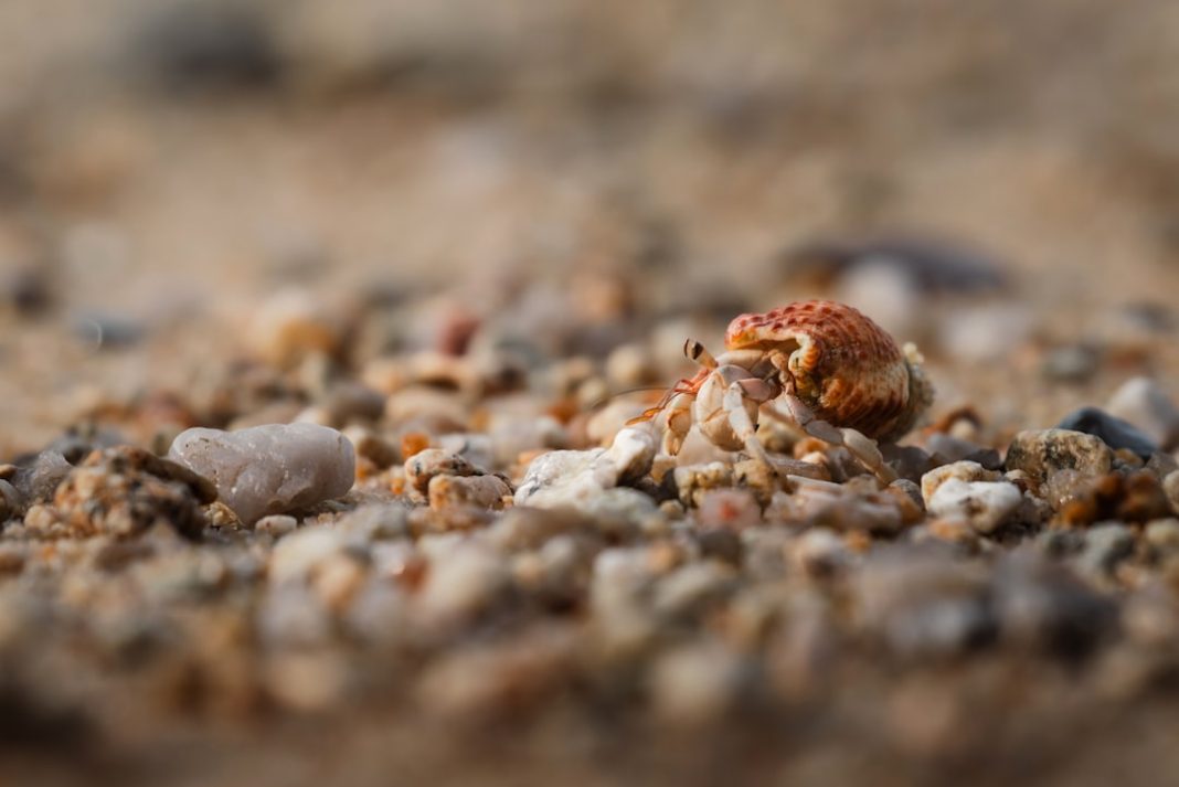 Perché i granchi camminano di lato?