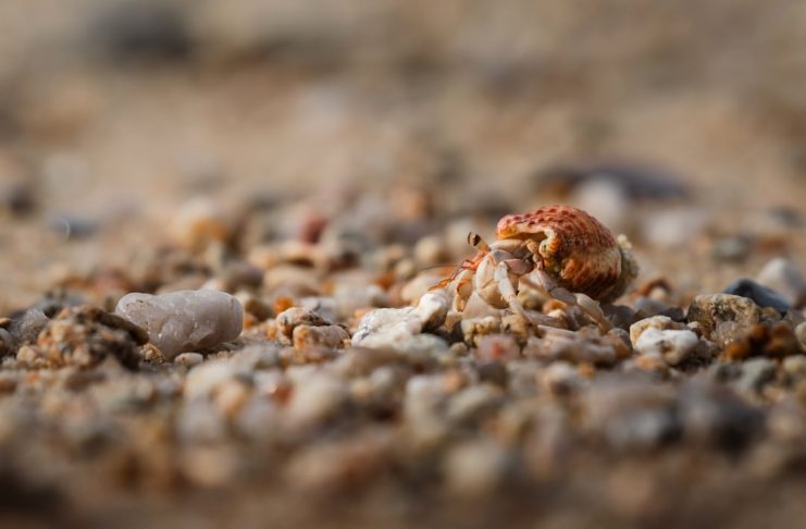 Perché i granchi camminano di lato? – Perché i granchi camminano di lato?