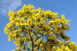 8 marzo mimosa simbolo festa della donna