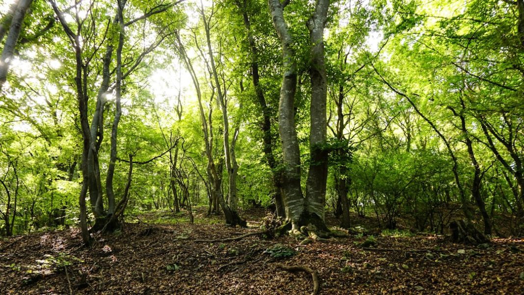 Una foresta scomparsa in Brasile riprende vita – Una foresta scomparsa in Brasile riprende vita