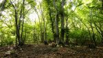Una foresta scomparsa in Brasile riprende vita – Una foresta scomparsa in Brasile riprende vita