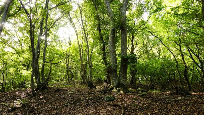 Una foresta scomparsa in Brasile riprende vita – Una foresta scomparsa in Brasile riprende vita