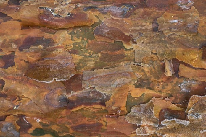 Immagine in evidenza – Il Mistero degli Alberi Eucalipto (Eucalyptus deglupta) che sembrano dipinti Il Mistero degli Alberi Eucalipto (Eucalyptus deglupta) che sembrano dipinti – Il Mistero degli Alberi Eucalipto (Eucalyptus deglupta) che sembrano dipinti