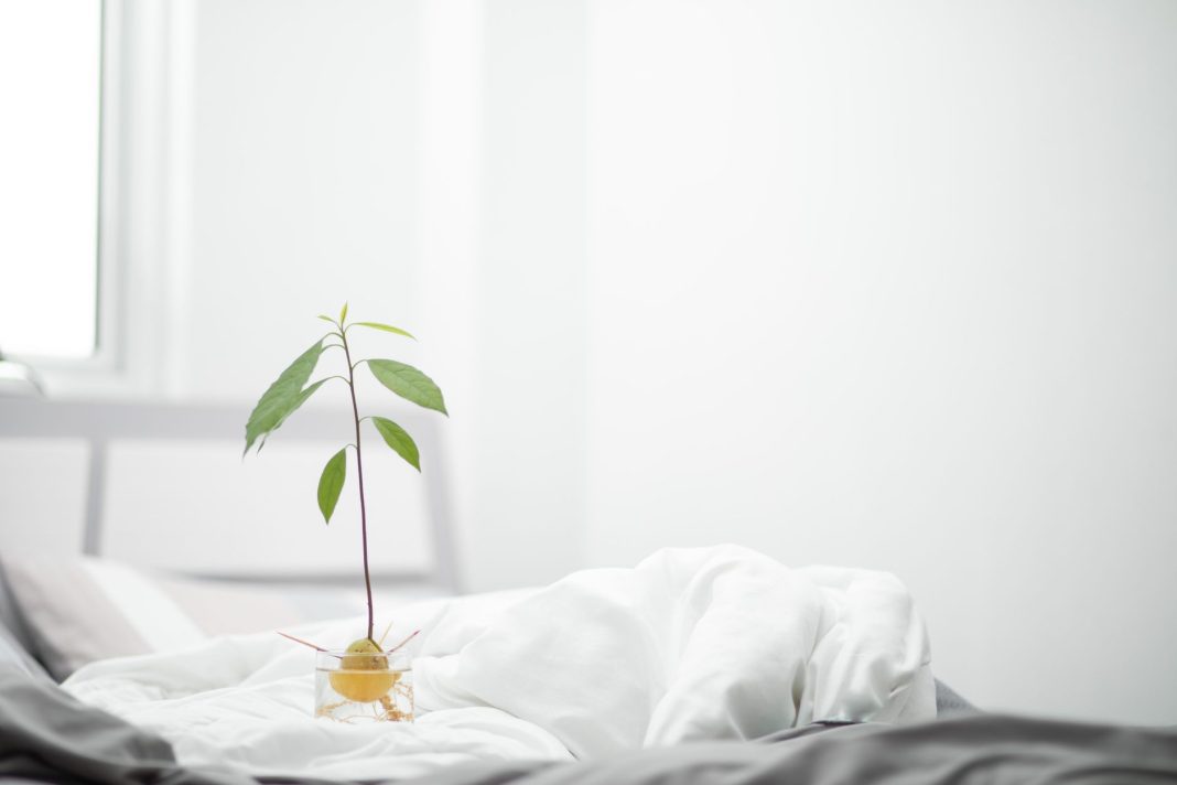 Come piantare l’avocado