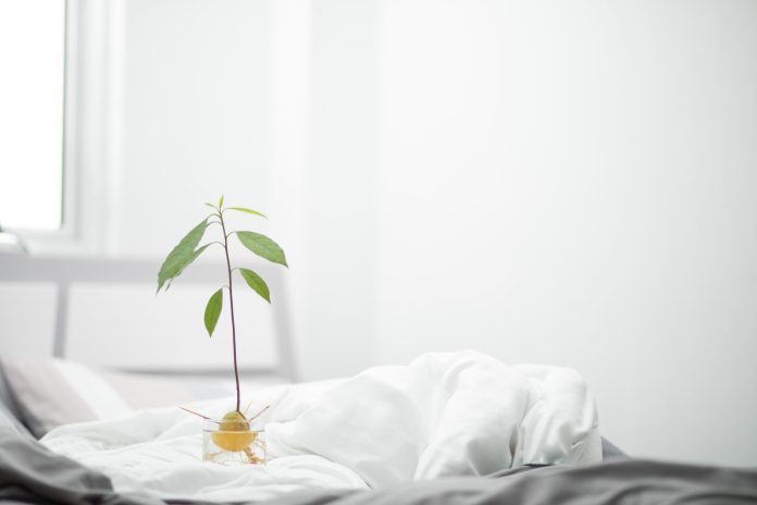 Come piantare l'avocado – Come piantare l'avocado