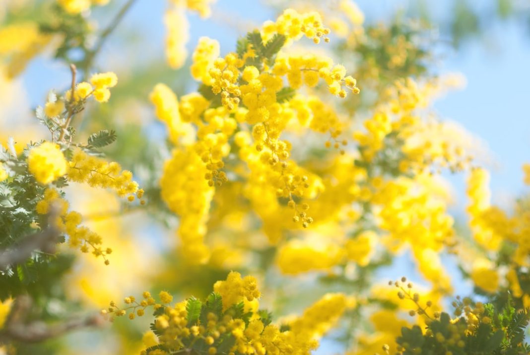 Perché la mimosa è il simbolo che rappresenta la festa della donna