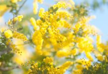 Perché la mimosa è il simbolo che rappresenta la festa della donna mimosa – Perché la mimosa è il simbolo che rappresenta la festa della donna