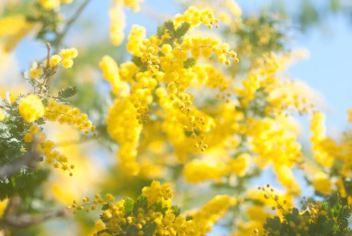 Immagine in evidenza – Perché la mimosa è il simbolo che rappresenta la festa della donna mimosa – Perché la mimosa è il simbolo che rappresenta la festa della donna