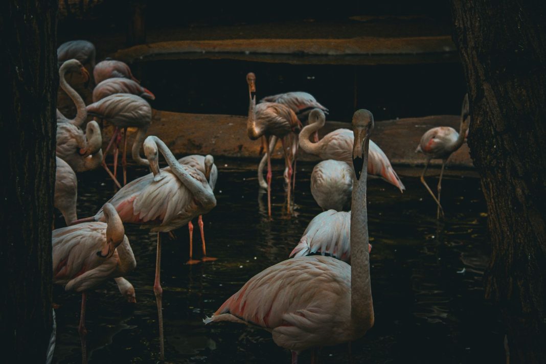 Perché i Fenicotteri Sono Rosa?