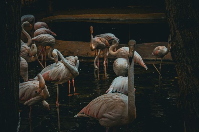 Immagine in evidenza – Perché i Fenicotteri Sono Rosa? Perché i Fenicotteri Sono Rosa? – Perché i Fenicotteri Sono Rosa?