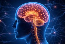 Come funziona il cervello umano come funziona il cervello umano