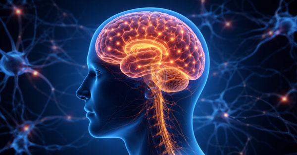 come funziona il cervello umano