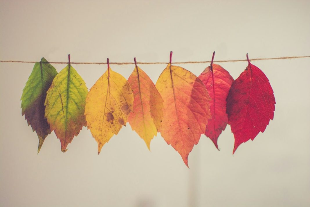 perché le foglie cambiano colore – Perché le foglie cambiano colore in autunno