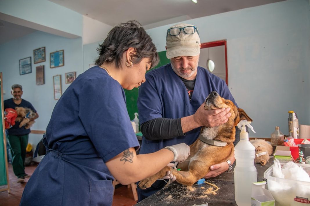 spese veterinarie – Detrazione spese veterinarie 2026: quanto si recupera davvero