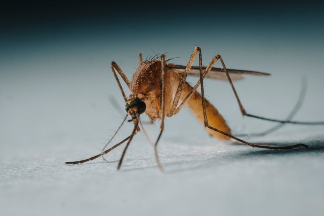 West Nile – West Nile Italia 2026