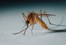 West Nile Italia 2026: i casi ISS, chi rischia e come proteggersi West Nile – West Nile Italia 2026